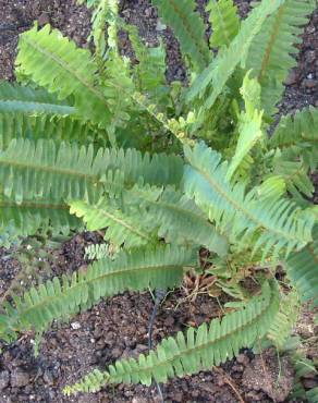 Fotografia 13 da espécie Nephrolepis exaltata no Jardim Botânico UTAD