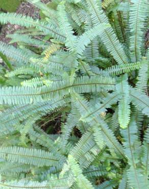 Fotografia 14 da espécie Nephrolepis exaltata no Jardim Botânico UTAD