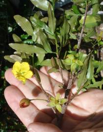 Fotografia da espécie Ochna serrulata