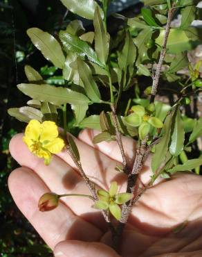 Fotografia 18 da espécie Ochna serrulata no Jardim Botânico UTAD