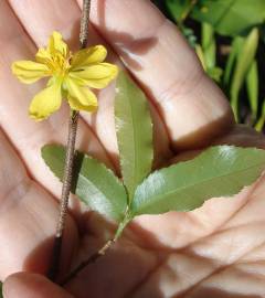 Fotografia da espécie Ochna serrulata