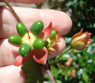 Fotografia da espécie Ochna serrulata
