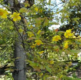 Fotografia da espécie Ochna serrulata