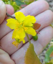 Fotografia da espécie Ochna serrulata