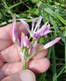 Fotografia da espécie Nerine undulata