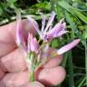 Fotografia 5 da espécie Nerine undulata do Jardim Botânico UTAD