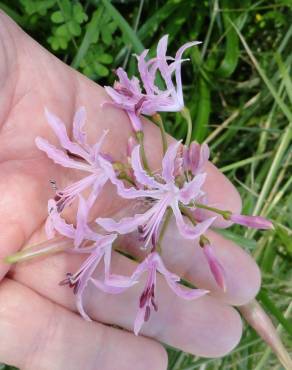 Fotografia 6 da espécie Nerine undulata no Jardim Botânico UTAD