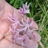 Fotografia 6 da espécie Nerine undulata do Jardim Botânico UTAD