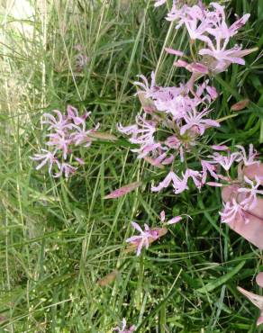 Fotografia 7 da espécie Nerine undulata no Jardim Botânico UTAD