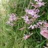 Fotografia 7 da espécie Nerine undulata do Jardim Botânico UTAD