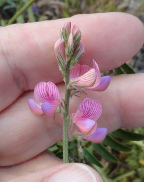 Fotografia 14 da espécie Onobrychis viciifolia no Jardim Botânico UTAD