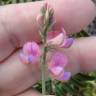 Fotografia 14 da espécie Onobrychis viciifolia do Jardim Botânico UTAD