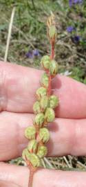 Fotografia da espécie Onobrychis viciifolia