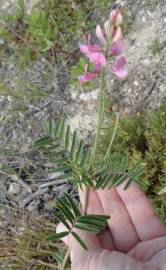 Fotografia da espécie Onobrychis viciifolia