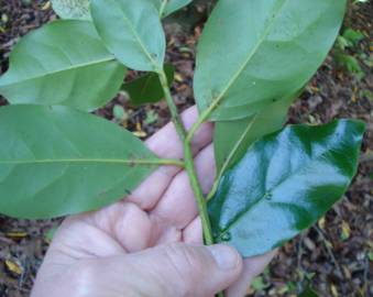 Fotografia da espécie Ocotea foetens