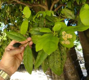 Fotografia da espécie Ocotea foetens