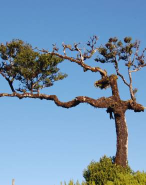 Fotografia 9 da espécie Ocotea foetens no Jardim Botânico UTAD