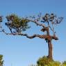 Fotografia 9 da espécie Ocotea foetens do Jardim Botânico UTAD