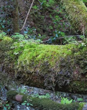 Fotografia 11 da espécie Ocotea foetens no Jardim Botânico UTAD