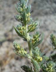 Bassia scoparia subesp. scoparia