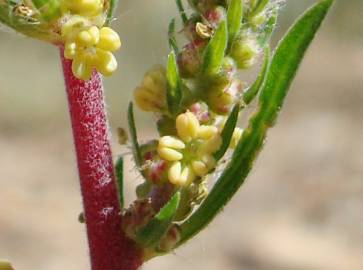 Fotografia da espécie Bassia scoparia subesp. scoparia