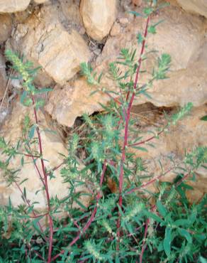 Fotografia 18 da espécie Bassia scoparia subesp. scoparia no Jardim Botânico UTAD