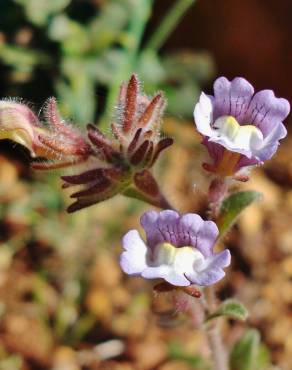 Fotografia 8 da espécie Chaenorhinum origanifolium subesp. origanifolium no Jardim Botânico UTAD