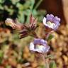 Fotografia 8 da espécie Chaenorhinum origanifolium subesp. origanifolium do Jardim Botânico UTAD