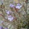 Fotografia 9 da espécie Chaenorhinum origanifolium subesp. origanifolium do Jardim Botânico UTAD