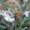 Fotografia 10 da espécie Chaenorhinum origanifolium subesp. origanifolium do Jardim Botânico UTAD