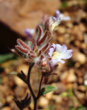 Fotografia 13 da espécie Chaenorhinum origanifolium subesp. origanifolium no Jardim Botânico UTAD