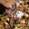 Fotografia 13 da espécie Chaenorhinum origanifolium subesp. origanifolium do Jardim Botânico UTAD