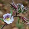Fotografia 16 da espécie Chaenorhinum origanifolium subesp. origanifolium do Jardim Botânico UTAD