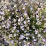 Fotografia 18 da espécie Chaenorhinum origanifolium subesp. origanifolium do Jardim Botânico UTAD