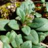 Fotografia 19 da espécie Chaenorhinum origanifolium subesp. origanifolium do Jardim Botânico UTAD