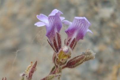 Fotografia da espécie Chaenorhinum origanifolium subesp. origanifolium