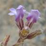 Fotografia 20 da espécie Chaenorhinum origanifolium subesp. origanifolium do Jardim Botânico UTAD