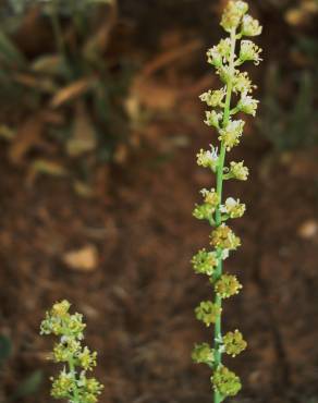 Fotografia 3 da espécie Reseda virgata no Jardim Botânico UTAD