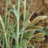 Fotografia 4 da espécie Reseda virgata do Jardim Botânico UTAD