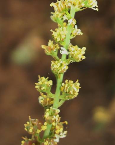 Fotografia de capa Reseda virgata - do Jardim Botânico