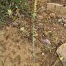 Fotografia 11 da espécie Reseda virgata do Jardim Botânico UTAD