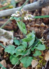 Fotografia da espécie Thlaspi perfoliatum var. perfoliatum