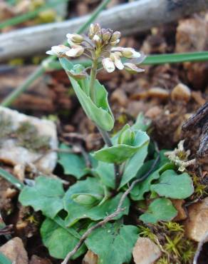 Fotografia 9 da espécie Thlaspi perfoliatum var. perfoliatum no Jardim Botânico UTAD