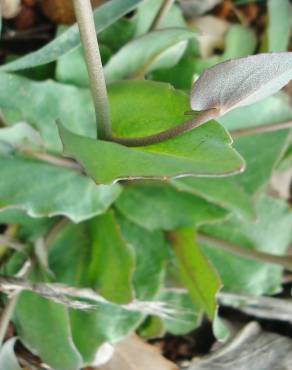 Fotografia 10 da espécie Thlaspi perfoliatum var. perfoliatum no Jardim Botânico UTAD