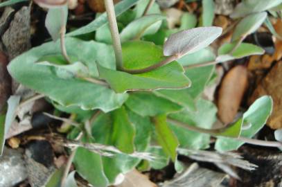 Fotografia da espécie Thlaspi perfoliatum var. perfoliatum