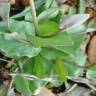 Fotografia 10 da espécie Thlaspi perfoliatum var. perfoliatum do Jardim Botânico UTAD
