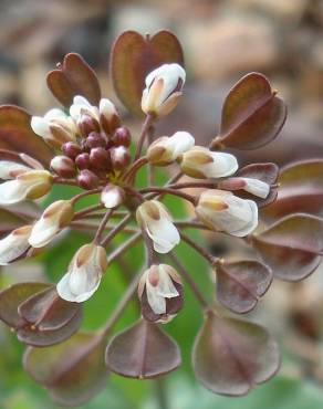 Fotografia 11 da espécie Thlaspi perfoliatum var. perfoliatum no Jardim Botânico UTAD