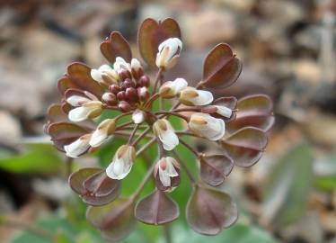 Fotografia da espécie Thlaspi perfoliatum var. perfoliatum