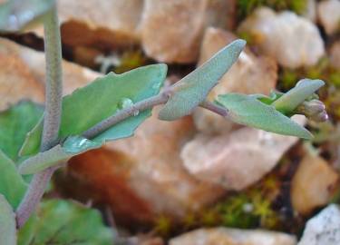 Fotografia da espécie Thlaspi perfoliatum var. perfoliatum