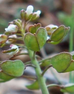 Fotografia 13 da espécie Thlaspi perfoliatum var. perfoliatum no Jardim Botânico UTAD